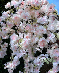 Cherry Blossom Stem